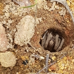 Portacosa cinerea (Grey wolf spider) at Bargo, NSW - 5 Jan 2024 by Snows