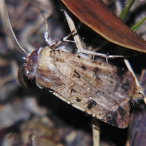 Agrotis porphyricollis at Bolivia, NSW - suppressed