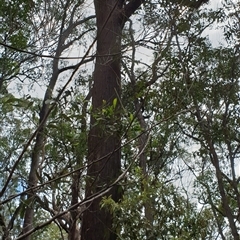 Unverified Gum Tree by MazzV