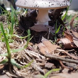 Amanita roseolamellata at Bargo, NSW - 6 Dec 2023 by Snows
