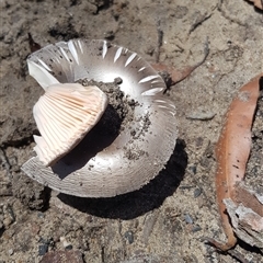 Amanita sp. at Bargo, NSW - 6 Dec 2023 01:45 PM