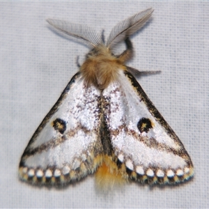 Epicoma melanosticta at Bolivia, NSW - suppressed