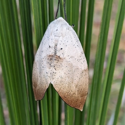 Gastrophora henricaria (Fallen-bark Looper, Beautiful Leaf Moth) at Bargo, NSW - 18 Dec 2023 by Snows