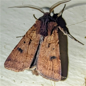 Agrotis porphyricollis by HelenCross