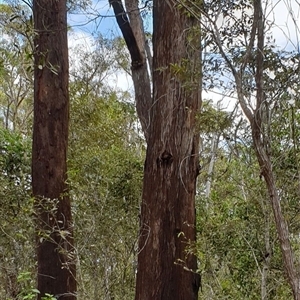 Unverified Gum Tree by MazzV