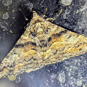 Unverified Moth (Lepidoptera) by HelenCross