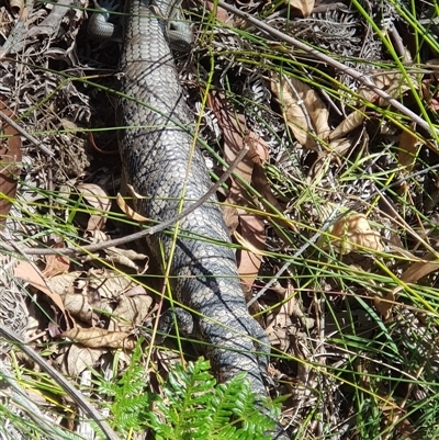Tiliqua scincoides scincoides (Eastern Blue-tongue) at Bargo, NSW - 4 Dec 2023 by Snows