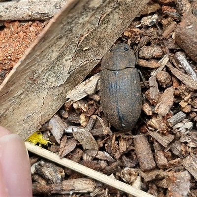 Unverified Darkling beetle (Tenebrionidae) at Yulara, NT - Yesterday by trevorpreston