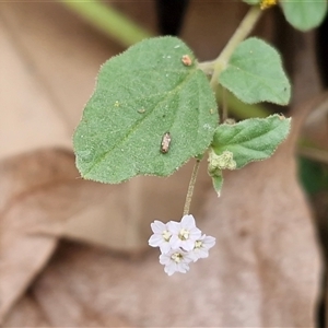 Boerhavia schomburgkiana at Yulara, NT - 18 Apr 2025 01:21 PM