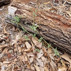 Boerhavia schomburgkiana at Yulara, NT - 18 Apr 2025 01:21 PM