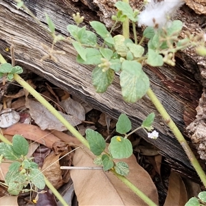 Boerhavia schomburgkiana at Yulara, NT - 18 Apr 2025 01:21 PM
