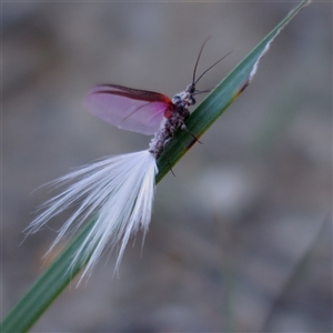 Unverified Insect at Krawarree, NSW - 16 Apr 2025 by amarsh
