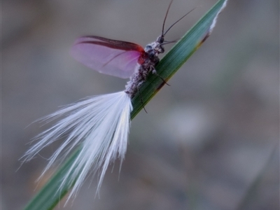 Callipappus sp. (genus) (Mealybug, Bird of Paradise fly) at Krawarree, NSW - 16 Apr 2025 by amarsh