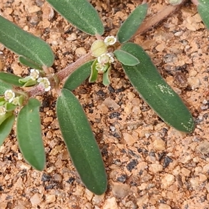 Unverified Cactus / Succulent at Yulara, NT - Today by trevorpreston