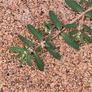 Euphorbia maculata at Yulara, NT - 18 Apr 2025 01:16 PM