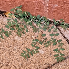 Euphorbia maculata at Yulara, NT - 18 Apr 2025 01:16 PM
