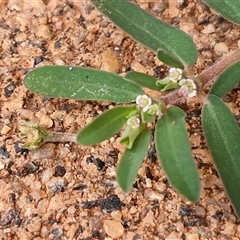 Euphorbia maculata at Yulara, NT - 18 Apr 2025 01:16 PM