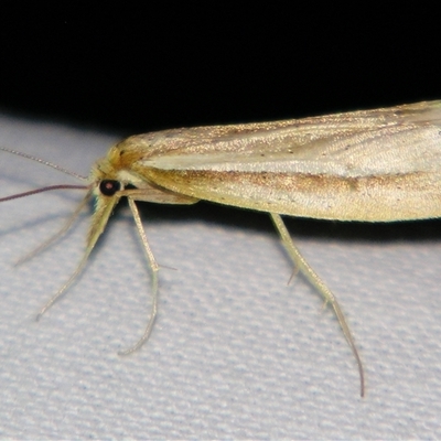 Hednota acontophora (A Crambid Moth) at Bolivia, NSW - 26 Apr 2008 by PJH123