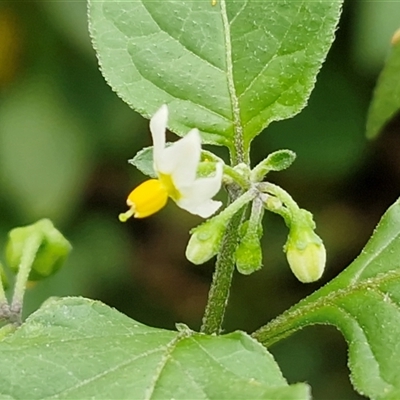 Unverified Other Wildflower or Herb at Yulara, NT - 18 Apr 2025 by trevorpreston