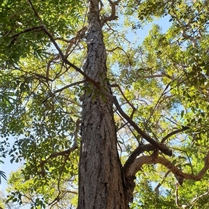 Unverified Gum Tree by MazzV