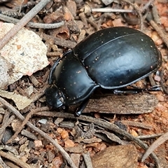 Unverified Darkling beetle (Tenebrionidae) at Yulara, NT - Yesterday by trevorpreston