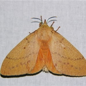 Entometa fervens at Bolivia, NSW - suppressed