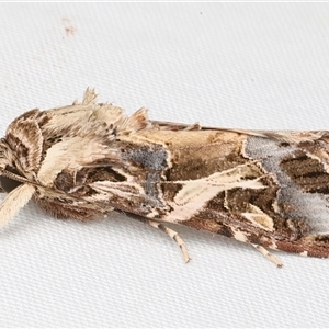 Spodoptera litura at Rosedale, NSW - 9 Apr 2025 11:29 PM