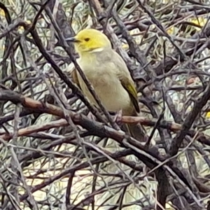Ptilotula penicillata at Yulara, NT - Today by trevorpreston
