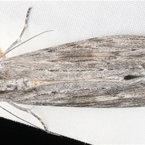 Chlenias (genus) at Rosedale, NSW - 9 Apr 2025 by jb2602