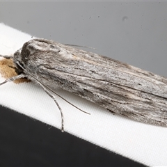 Chlenias (genus) at Rosedale, NSW - 9 Apr 2025 07:49 PM