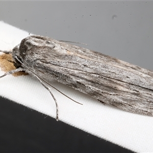 Chlenias (genus) at Rosedale, NSW - 9 Apr 2025 07:49 PM