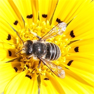 Unverified Bee (Hymenoptera, Apiformes) at Carlton North, VIC - 3 Apr 2025 by ConBoekel