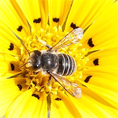 Pseudoanthidium (Immanthidium) repetitum (African carder bee) at Carlton North, VIC - 3 Apr 2025 by ConBoekel