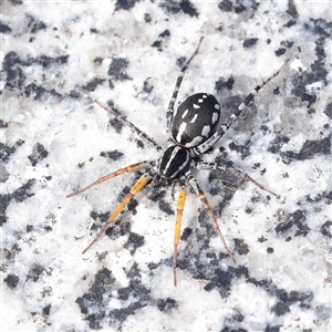 Nyssus coloripes at Carlton North, VIC - 3 Apr 2025 02:08 PM