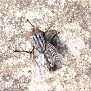 Unverified True fly (Diptera) at Carlton North, VIC - 3 Apr 2025 by ConBoekel
