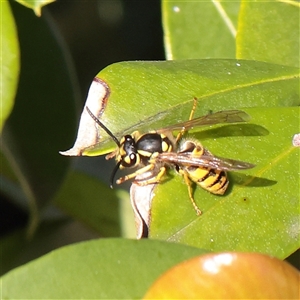 Vespula germanica at Carlton North, VIC - 3 Apr 2025 by ConBoekel