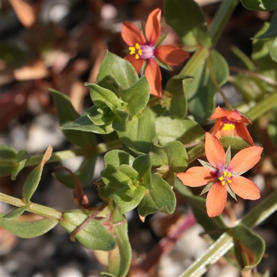 Lysimachia arvensis (Scarlet Pimpernel) at Carlton North, VIC - 3 Apr 2025 by ConBoekel
