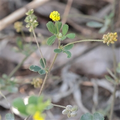 Trifolium dubium at Carlton North, VIC - 3 Apr 2025 02:54 PM