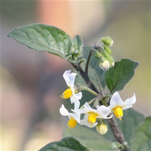 Solanum nigrum at Carlton North, VIC - 3 Apr 2025 02:57 PM