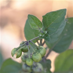 Solanum nigrum at Carlton North, VIC - 3 Apr 2025 02:57 PM