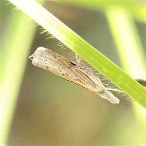 Culladia cuneiferellus at Carlton North, VIC - 3 Apr 2025 02:58 PM