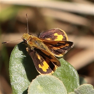 Ocybadistes walkeri at Carlton North, VIC - 3 Apr 2025 by ConBoekel