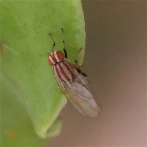 Unverified True fly (Diptera) at Carlton North, VIC - 3 Apr 2025 by ConBoekel