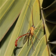 Ichneumonidae (family) (Unidentified ichneumon wasp) at Carlton North, VIC - 3 Apr 2025 by ConBoekel