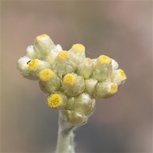 Unverified Daisy at Carlton North, VIC - 3 Apr 2025 by ConBoekel