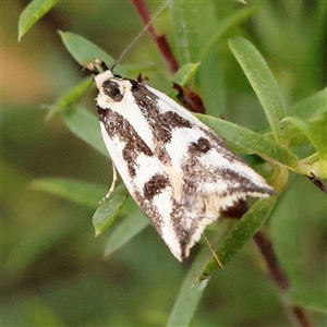 Epithymema incomposita at Carlton North, VIC - 3 Apr 2025 03:17 PM