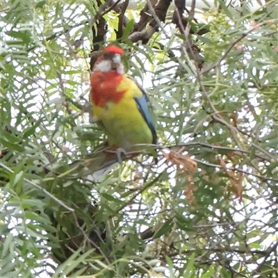 Platycercus eximius (Eastern Rosella) at Carlton North, VIC - 3 Apr 2025 by ConBoekel
