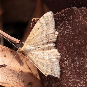 Scopula rubraria at Carlton North, VIC - 3 Apr 2025 by ConBoekel