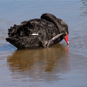 Cygnus atratus (Black Swan) at Strathnairn, ACT - Yesterday by AlisonMilton