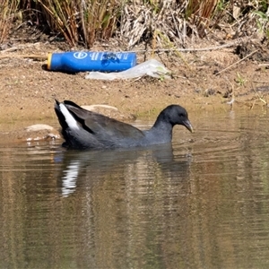 Gallinula tenebrosa (Dusky Moorhen) at Strathnairn, ACT - Yesterday by AlisonMilton
